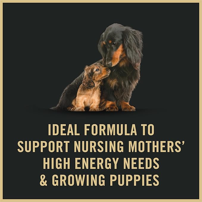 Purina Pro Plan Puppy Food Starter Mousse Chicken Entree Wet Dog Food - 5.5 Ounce (Pack of 24)