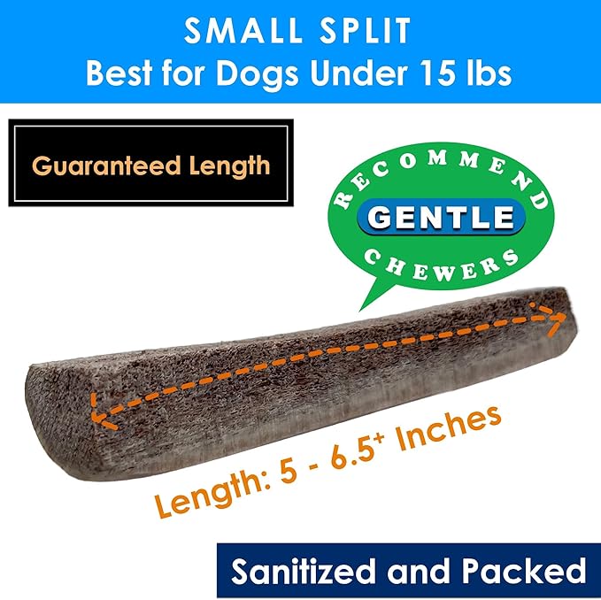 1-Pack Small Split Elk Antler Dog Chew (5 to 6.5+ in) – All Natural, Premium Grade A, Odor-Free, USA-Sourced – Long-Lasting Dental Treats for Toy and Small Dogs Under 15 lbs