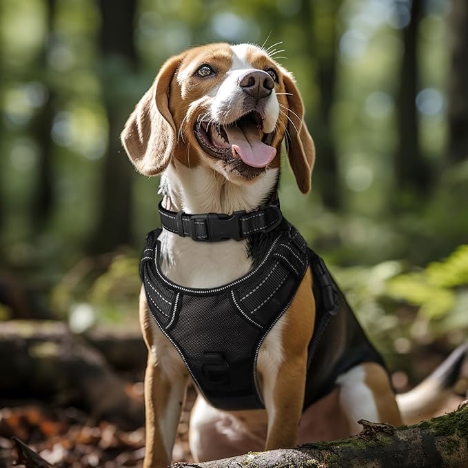 Joytale Reflective Dog Collar, Soft Neoprene Padded, Metal D-Ring, Nylon Pet Collar Adjustable for Large Dogs, Black, L