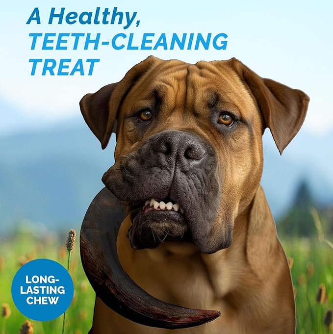 123 Treats Buffalo Horns for Dogs – (2 Count), Large 9-11 inches, Long Lasting Dog Treats for Aggressive Chewers, 100% Natural, Rich in Protein & Low in Fat, Support Dental Health