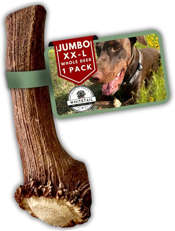 WhiteTail Naturals Whole Deer Antlers for X-Large Dogs (Jumbo-XXL) Naturally Shed, Long Lasting Antler Dog Chew Bone for Power Chewers