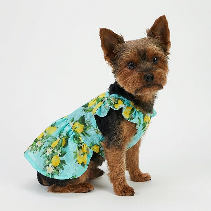 Fitwarm Lemon Dog Dress, Dog Clothes for Small Dogs Girl, Pet Cat Apparel, Teal Blue, Yellow, Green, Large