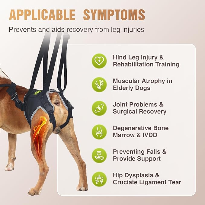 Dog Lift Harness for Large Dogs, Hind Leg Support Sling for Mobility Assistance, Helps with Muscle Weakness & Joint Issues, Assists Walking and Balance, Size L