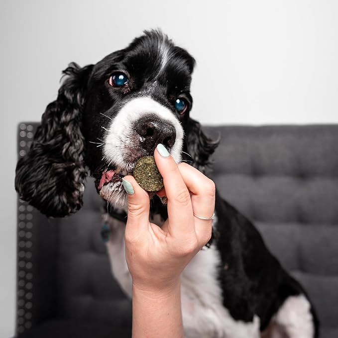 Chippin Healthy Dog Treats, All Natural Crunchy Biscuits with Spirulina, Kale, Oats, Low Calorie, No Meat, Hypoallergenic, Vegan Treats for Puppy, Small, Large Dogs, 2 Pack