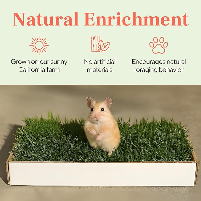 DoggieLawn Natural Grass Mat for Small Pets - Fresh Real Grass Bed - Indoor/Outdoor Lounging Pad for Hamsters, Guinea Pigs & Other Small Animals - Disposable, Natural (Grande)