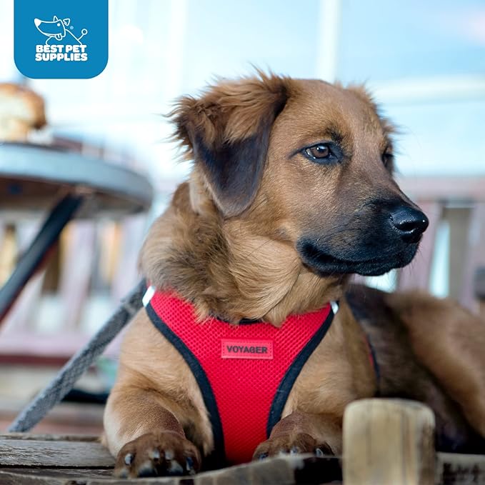 Best Pet Supplies Voyager Step-in Air Harness - All Weather Mesh, Reflective, No Pull Harness for Dogs, Cats - Secure with Hook & Loop Fastener, Buckle, Double D-Rings - Turquoise, S