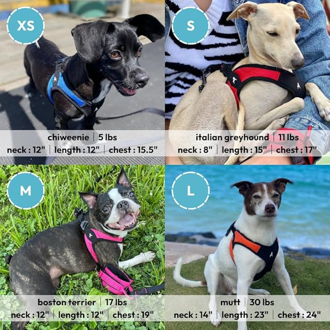 Gooby - Escape Free Easy Fit Harness, Small Dog Step-In Harness for Dogs that Like to Escape Their Harness, Blue, X-Small