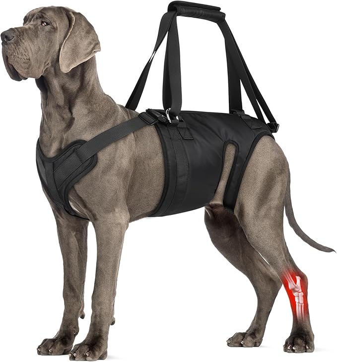 Dog Lift Harness, Dog Sling for Large Medium Dogs' Hind Leg Support Pee-Able. Ideal for Seniors, Disabled, Injured & Arthritic Dogs in ACL Recovery, Secure Harness for Assisted Mobility (Medium)