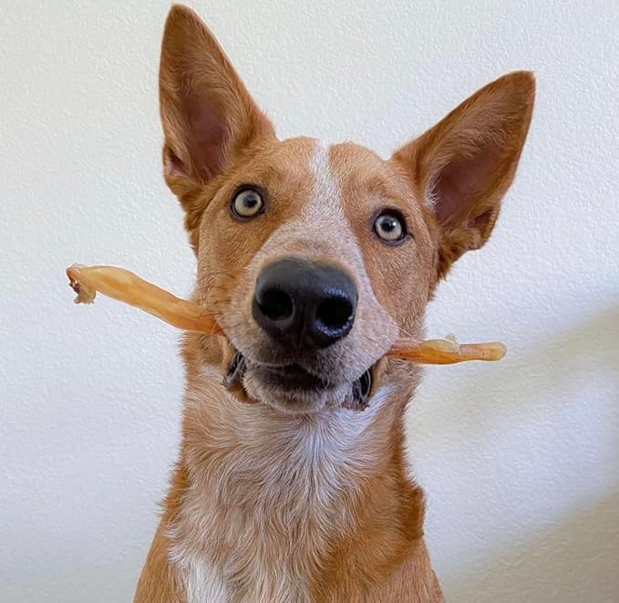 Beef Tendons for Dogs Made in USA. 6-10 Inch Grass Fed Farm-Raised American Beef Dog Treats. All Natural Dog Dental Chews. Grain Free Odor-Free Chews 5 Count