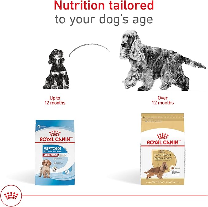Royal Canin Breed Health Nutrition Cocker Spaniel Adult Dry Dog Food, 25 lb Bag