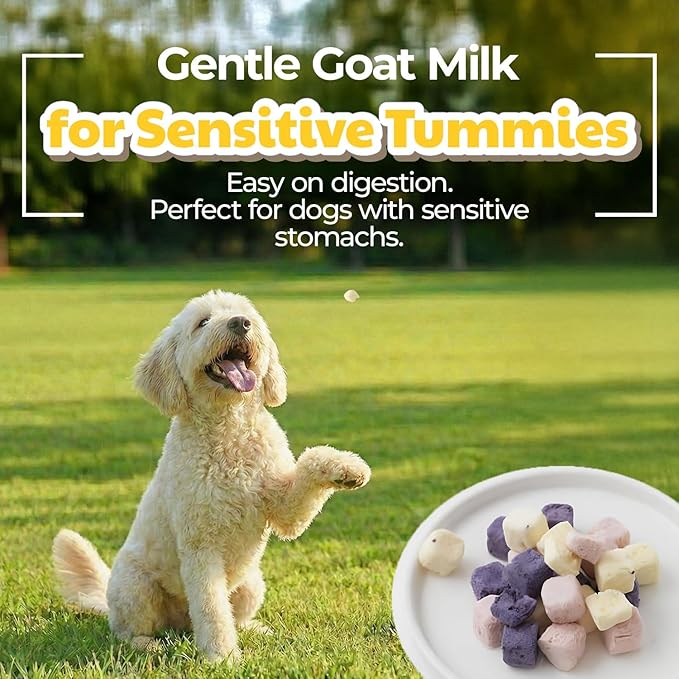Freeze-Dried Goat Milk Dog Treats with Sweet Potato, Limited Ingredient Snack & Topper, Made in Korea, 1.76 oz (50g) (Pineapple)