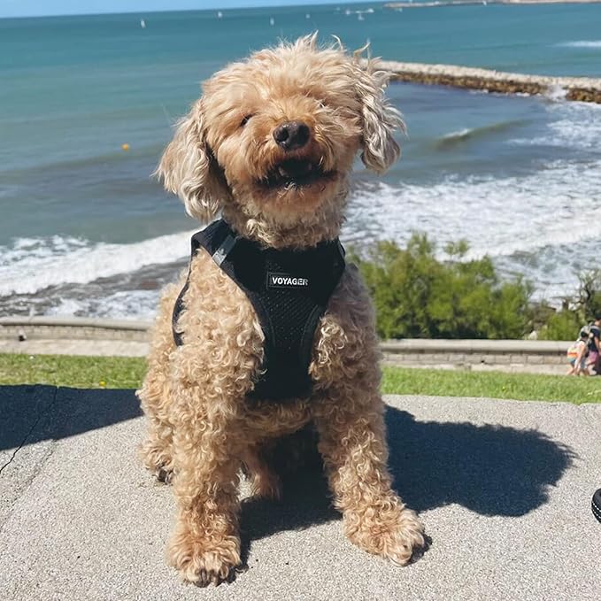 Best Pet Supplies Voyager Step-in Air Harness - All Weather Mesh, Reflective, No Pull Harness for Dogs, Cats - Secure with Hook & Loop Fastener, Buckle, Double D-Rings - Black, XL