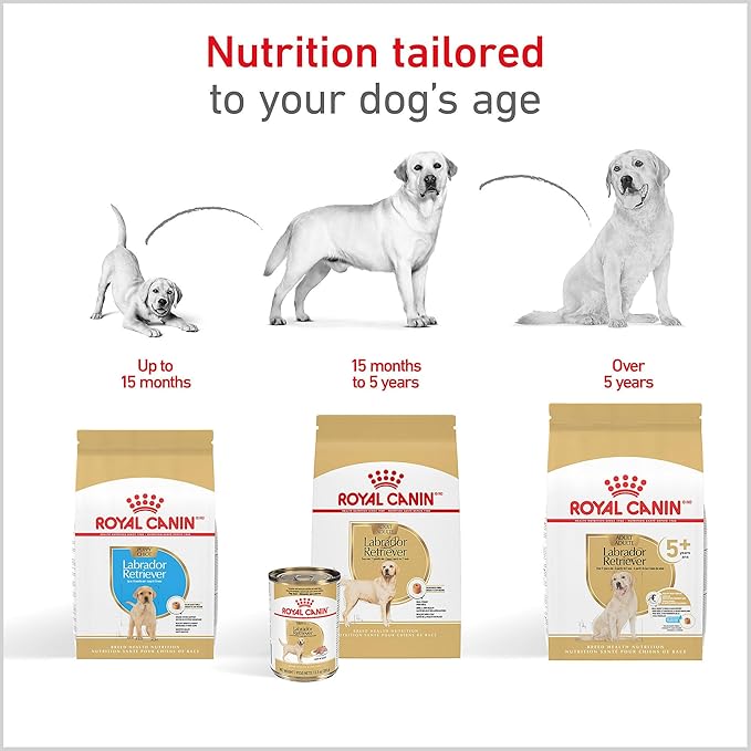 Royal Canin Breed Health Nutrition Labrador Retriever Adult Dry Dog Food, 5 lb Bag
