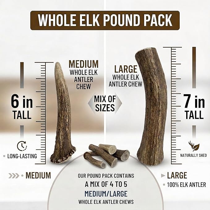 WhiteTail Naturals Whole Elk Antlers for Dogs (1 lb Bulk Pack) Long Lasting Dog Chews - Grade A, Naturally Shed & Wild Sourced (Aprox. 4 to 5 Count)