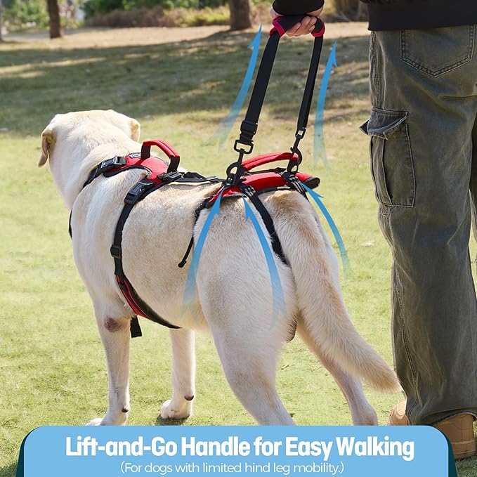 Dog Lift Harness for Large Dogs, Full-Body Support Dog Harness for Stairs & Hind Leg Weakness, Senior Dog Walking Assist, Male Dog-Friendly & Comfortable, Red, L