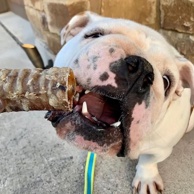 Dog Chews – Beef Trachea Dog Treat Chew Made in USA. Grass Fed Farm-Raised American Beef. Glucosamine Rich for Healthy Joints. All Natural Dental Chew (7" 16 OZ)