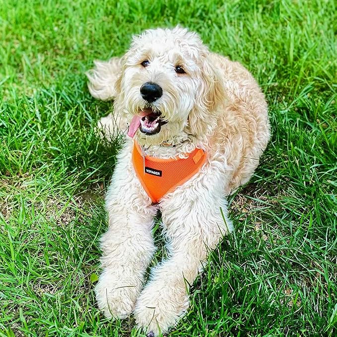 Best Pet Supplies Voyager Step-in Lock Pet Harness w Reflective Pet Leash Combo Set with Neoprene Handle 5ft - Supports Small, Medium and Large Breed Puppies/Cats - Orange, XS
