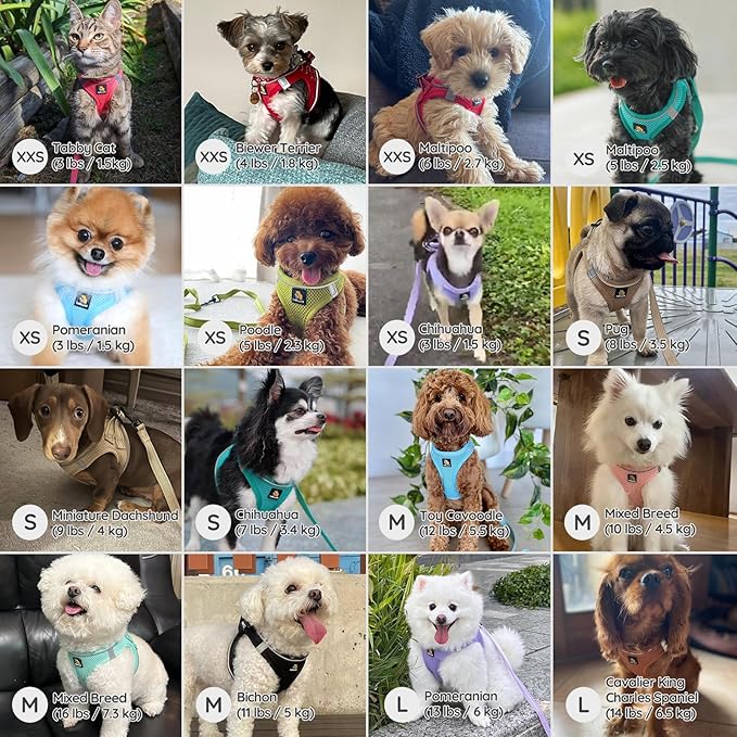 BELLA & PAL Step in Vest Harness for Small and Medium Dogs, No Pull Small Dog Harness with Leash Set, Comfortable Air Mesh Dog Vest Harness with Reflective Strip (Coral Pink, XXS)