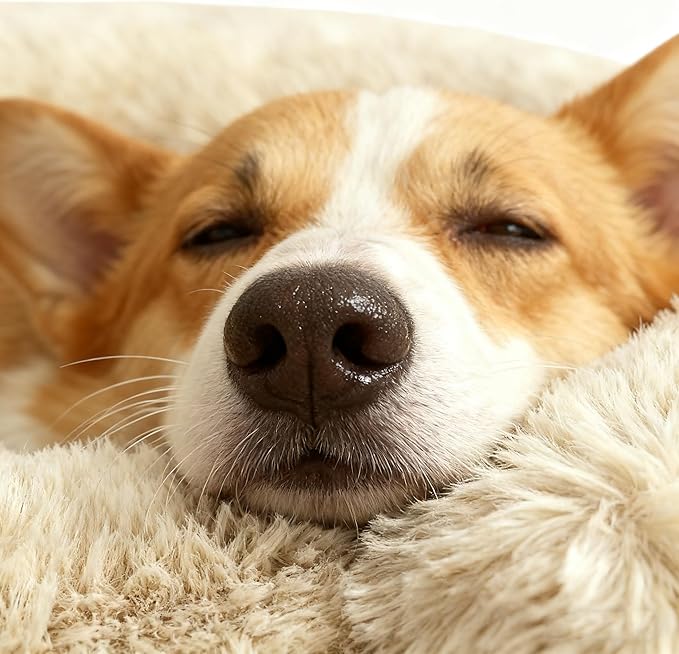 Calming Dog & Cat Beds for Small Medium Dogs Cats, Anti-Anxiety Pet Bed Orthopedic Donut Cushion, Soft Fluffy Faux Fur Warming Cozy Washable, Fits up to 15 lbs Pets (Round, Beige 20")