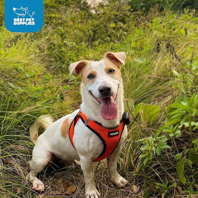 Best Pet Supplies Voyager Step-in Air Harness - All Weather Mesh, Reflective, No Pull Harness for Dogs, Cats - Secure with Hook & Loop Fastener, Buckle, Double D-Rings - Orange/Black Trim, XXXS