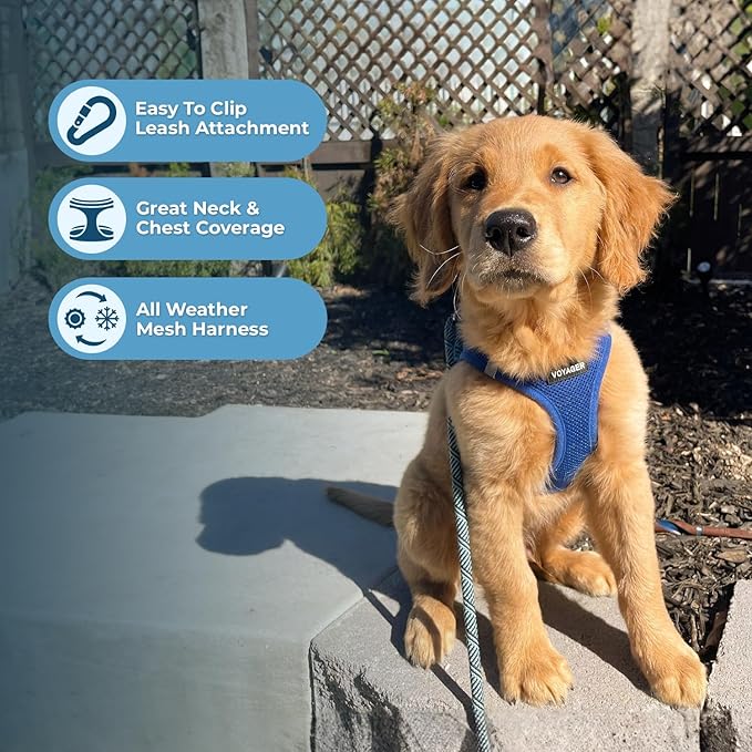 Best Pet Supplies Voyager Step-in Air Harness - All Weather Mesh, Reflective, No Pull Harness for Dogs, Cats - Secure with Hook & Loop Fastener, Buckle, Double D-Rings - Royal Blue, L