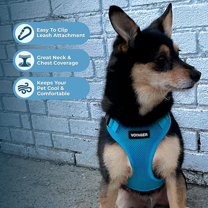 Best Pet Supplies Voyager Step-in Lock Pet Harness w Reflective Pet Leash Combo Set with Neoprene Handle 5ft - Supports Small, Medium and Large Breed Puppies/Cats - Turquoise, XL