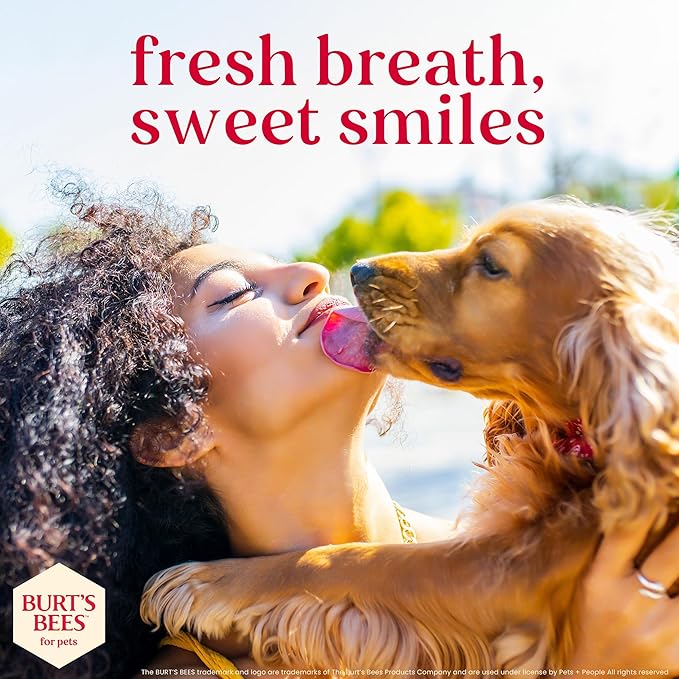BURT'S BEES FOR PETS Dental Treats for Dogs with Manuka Honey & Ginger, Holistic, Plant-Based Oral Care, 98% Natural Origin Formulas, Peppermint Flavor, Dog Treats Small Dogs, Sz Md/Lg 10ct, 7.7 oz