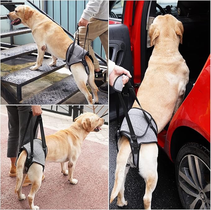 Dotoner Dog Sling for Large Dogs Hind Leg Support to Help Rehabilitate the Hind Limbs of Elderly Dogs with Weak Hind Legs Disabilities and Injuries Dog Harness Helps Arthritis ACL Recovery (L, Grey)