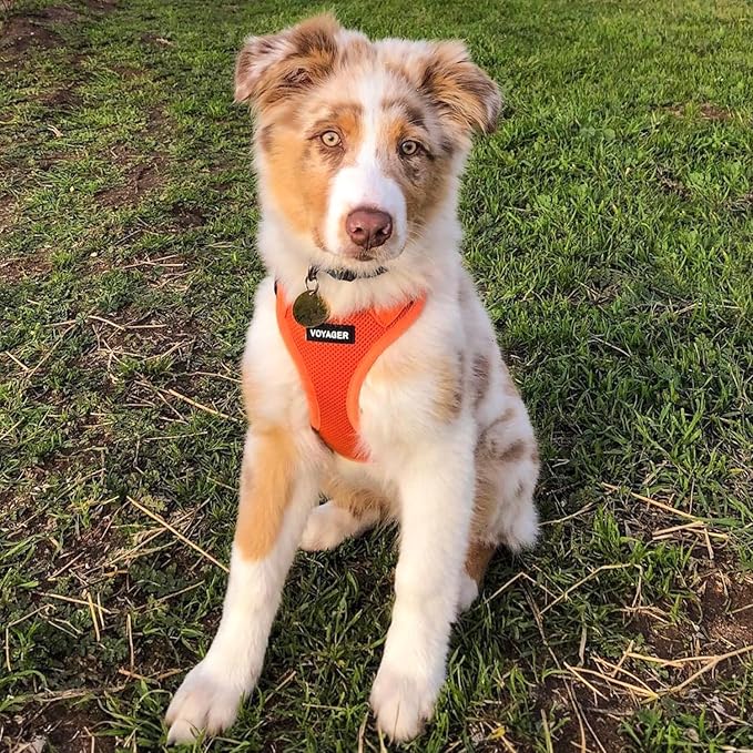 Best Pet Supplies Voyager Step-in Air All Weather Mesh Harness and Reflective Dog 5ft Leash Combo with Neoprene Handle, for Small, Medium and Large Breed Puppies - Set (Orange), X-Large