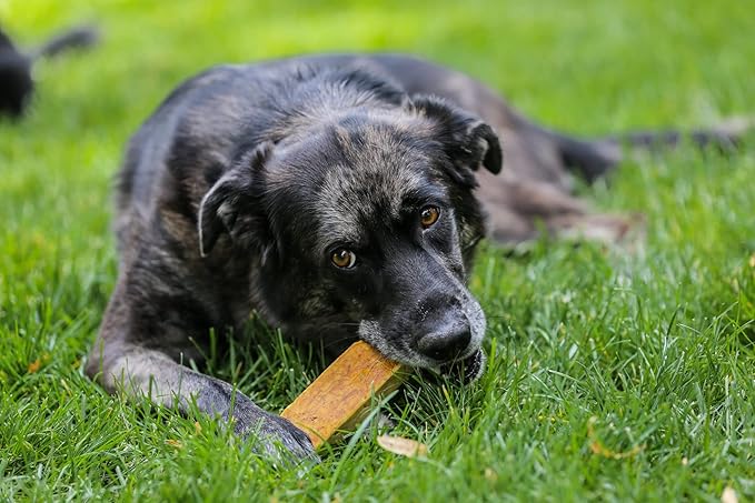 Top Dog Chews – Medium Himalayan Yak Cheese for Dogs, 100% Natural & Long-Lasting Dog Treats, Gluten Free & Digestible Cheese Sticks, Sold by The Pound (1LB, Medium (Pack of 5))
