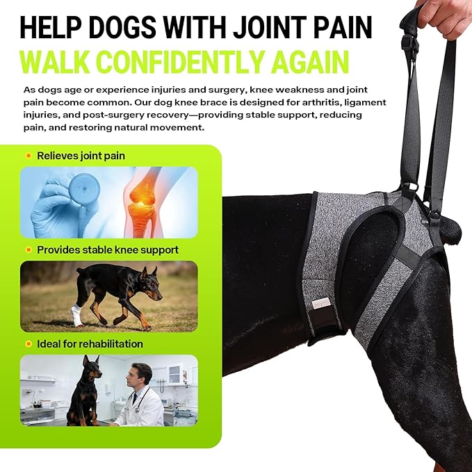 Dog Lift Harness – Adjustable Hind Leg Support Sling for Medium & Large Dogs, Soft Padded Mobility Aid for Senior, Injured & Arthritic Dogs