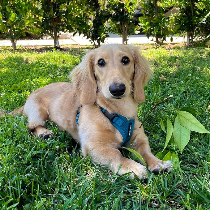 Voyager Step-in Pet Harness - All Weather Mesh, Adjustable Step in Harness for Cats and Dogs by Best Pet Supplies - Turquoise, S