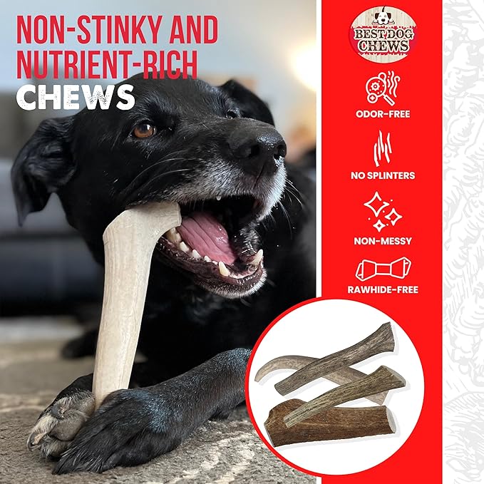 Elk Antlers for Dogs Large - Premium Natural Antler Dog Chew for Aggressive Chewers - Long-Lasting Deer Antler Chews - Ideal for Medium to Big Breed Dogs - Elk Bones and Antlers Durable