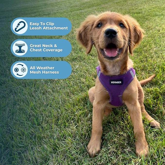 Best Pet Supplies Voyager Step-in Air All Weather Mesh Harness and Reflective Dog 5ft Leash Combo with Neoprene Handle, for Small, Medium and Large Breed Puppies - Set (Purple), Large
