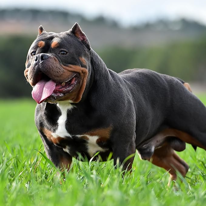 VICTOR Bully Fuel Dry Dog Food, 15 lb – Real Beef First Ingredient, High-Calorie Formula for Lean Muscle, Glucosamine & Chondroitin for Joint Health, Omega 3 & 6 for Skin & Coat