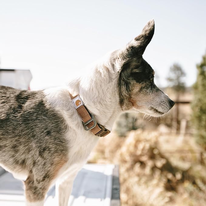 Carhartt Nylon Duck Dog Collar, Fully Adjustable Durable 2-Ply Cordura Nylon Canvas Collars for Dogs, Carhartt Brown, Medium