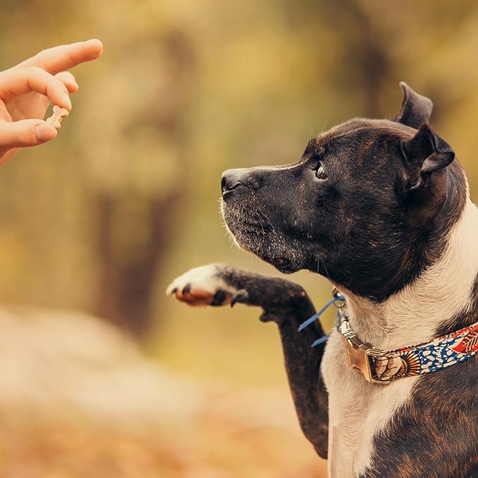 Exclusively Dog Best Buddy Bones Training Treats for Dogs and Puppies - All Natural, Baked in The USA, Ideal for Training & Agility, No Animal Byproducts - Chicken Flavor, 5.5oz Resealable Bag