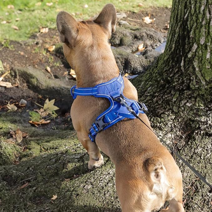 Voyager Dog Harness Dual Leash Attachment No-Pull Control Adjustable Soft but Strong Pet Harness for Medium and Large Dogs with 3M Reflective Technology, Leash Set Royal Nylon, L (Chest: 25-30")