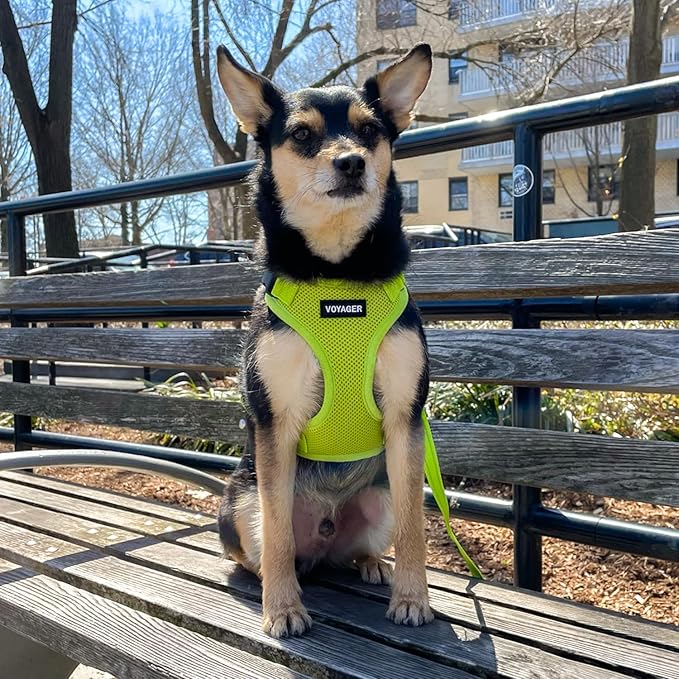 Best Pet Supplies Voyager Step-in Lock Pet Harness w Reflective Pet Leash Combo Set with Neoprene Handle 5ft - Supports Small, Medium and Large Breed Puppies/Cats - Lime Green, S
