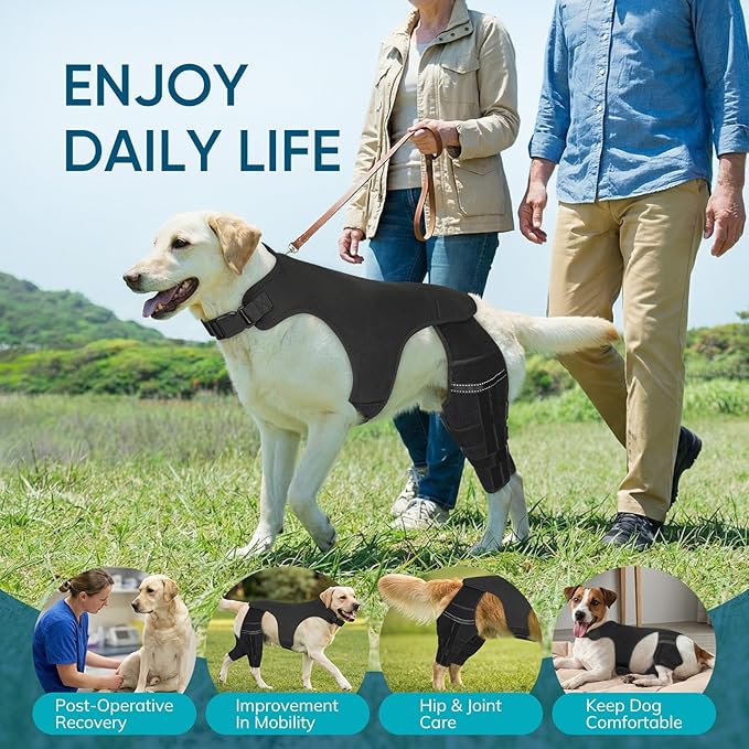 Adjustable Dog Knee Brace for ACL Tear and Arthritis Recovery - Dual Hind Leg Support with Harness Connection - Orthopedic Leg Wrap for Joint Stability and Pain Relief in Small to Large Dog (S)