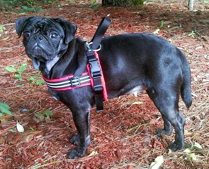 ComfortFlex Sport Dog Harness – No-Choke, Fully Padded, Non-Chafing Harness with Control Handle – Reflective, Lightweight, Adjustable for Active Dogs - Petite, Red