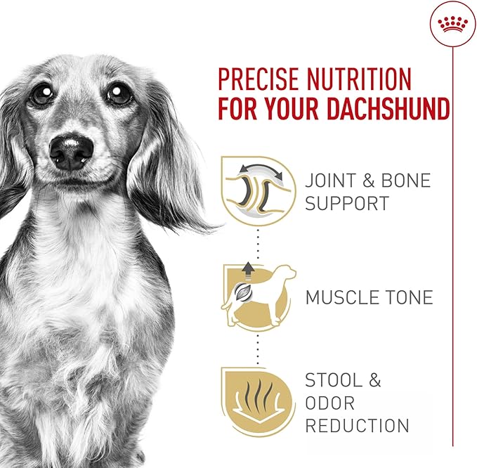 Royal Canin Breed Health Nutrition Dachshund Adult Dry Dog Food, 2.5 lb Bag