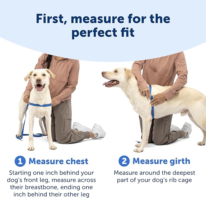PetSafe Easy Walk Harness for Dogs - Pull-Free Walks - Patented Martingale Loop Design - Front Chest Leash Attachment - Comfort Straps - Breathable Harness Design - Small/Medium, Deep Purple/Black