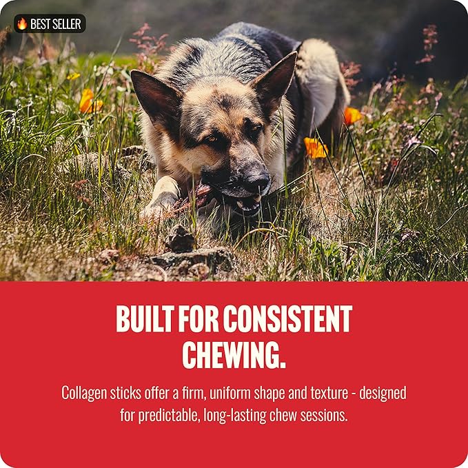 Natural Farm Odor-Free Super Braided Collagen Dog Chews (6-Inch, 5-Pack) First Ever Real Bull Sticks Alternative, 100% Natural Angus Hide Collagen Treats- More Protein More Chew Time for All Dogs