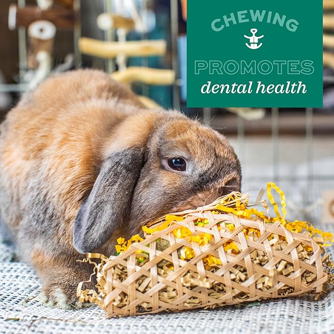 Oxbow Enriched Life Loco Ball, Rabbit Toys, Guinea Pig Toys, Enrichment for Bunny, Hamster, Rabbit, Chinchilla, Rat, Chinchilla Cage Accessories, Guinea Pig Accessories for Cage (Pack of 2)