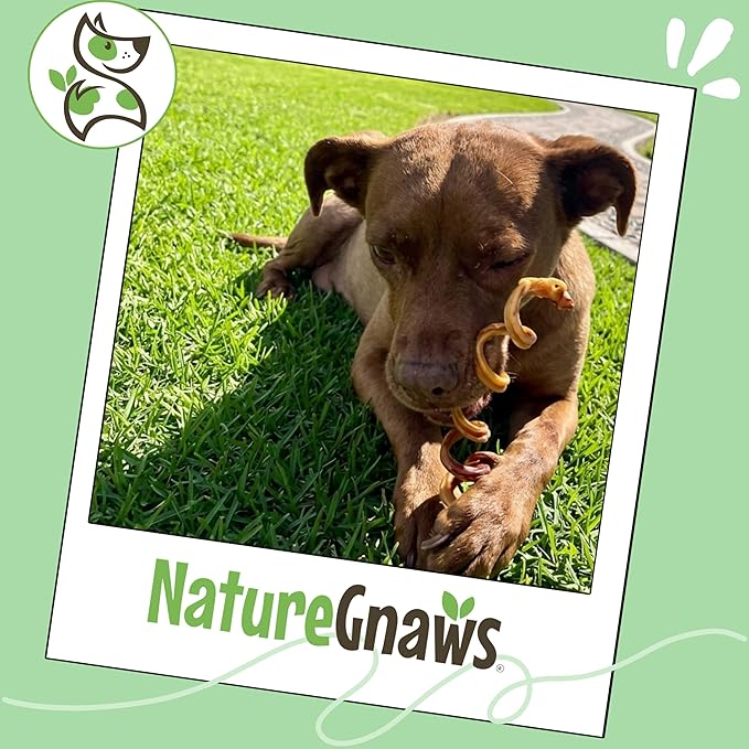 Nature Gnaws Bully Stick Springs for Dogs 7-8" (6 Count) - Long Lasting for Aggressive Chewers - Natural Curly Beef Dog Chew Bones - Rawhide Free