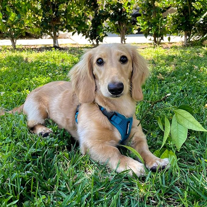 Best Pet Supplies Voyager Step-in Lock Pet Harness w Reflective Pet Leash Combo Set with Neoprene Handle 5ft - Supports Small, Medium and Large Breed Puppies/Cats - Turquoise Set, M