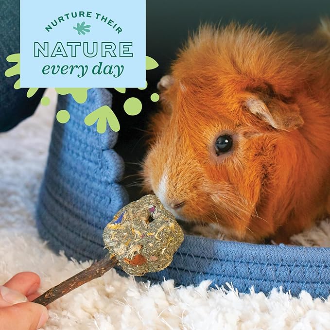 Oxbow Enriched Life Loco Ball, Rabbit Toys, Guinea Pig Toys, Enrichment for Bunny, Hamster, Rabbit, Chinchilla, Rat, Chinchilla Cage Accessories, Guinea Pig Accessories for Cage (Pack of 2)