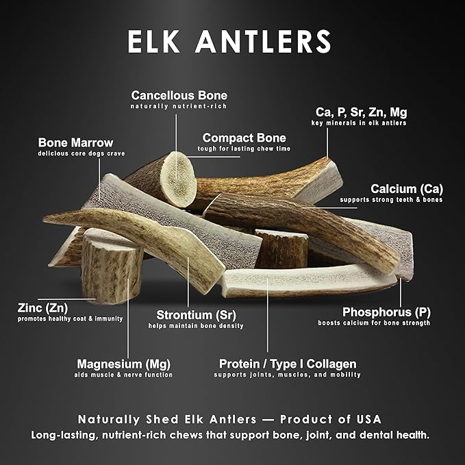 1-Pack Small Split Elk Antler Dog Chew (5 to 6.5+ in) – All Natural, Premium Grade A, Odor-Free, USA-Sourced – Long-Lasting Dental Treats for Toy and Small Dogs Under 15 lbs