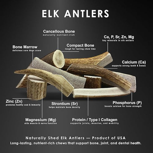 1-Pack Small Split Elk Antler Dog Chew (5 to 6.5+ in) – All Natural, Premium Grade A, Odor-Free, USA-Sourced – Long-Lasting Dental Treats for Toy and Small Dogs Under 15 lbs
